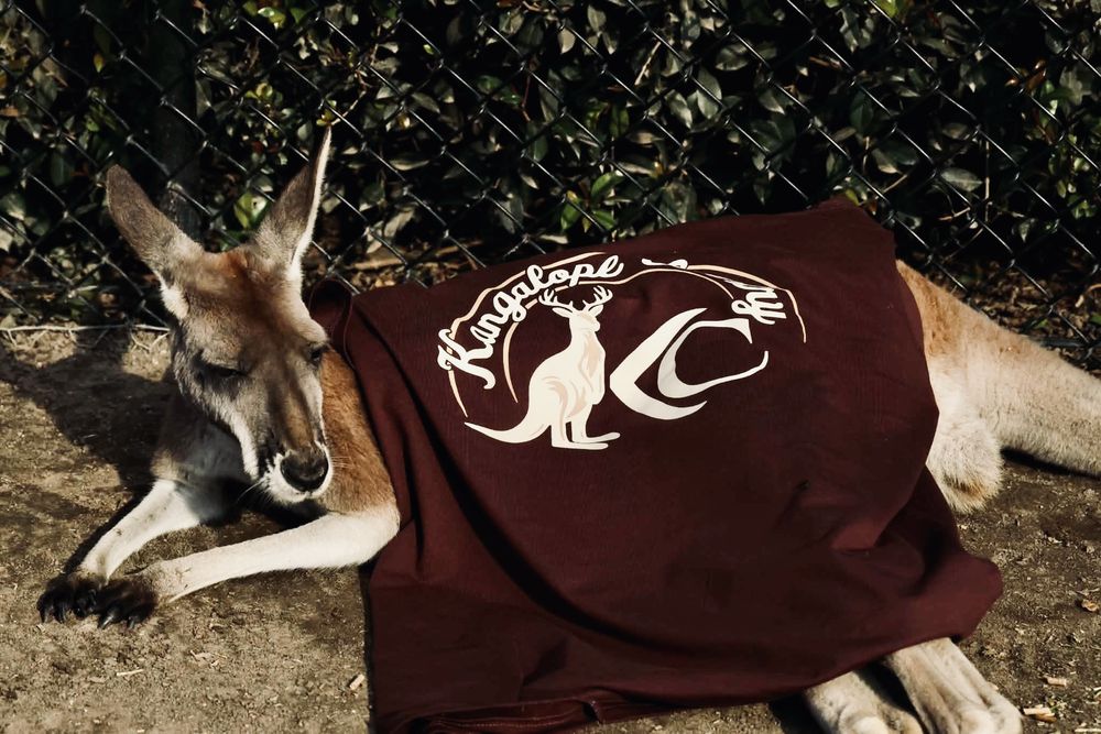 Chestnut Brown tee draped over a dozing kangaroo, back logo showing
