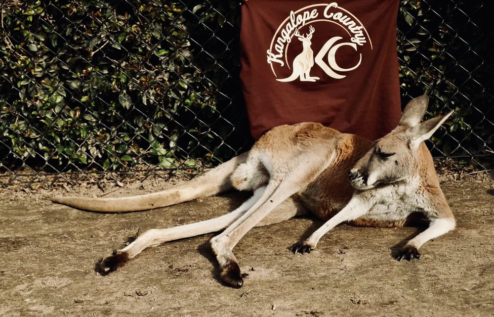Kangalope tee laid over a resting kangaroo, full back logo sharp